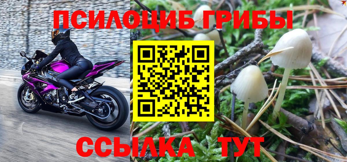 где найти наркотики  Псилоцибиновые грибы GOLDEN TEACHER  Галлюциногенные грибы Psilocybe  Вход с VPN  Бердск 